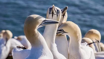 世界杯实时赔率查询-国安“二马”组合掌舵新赛季