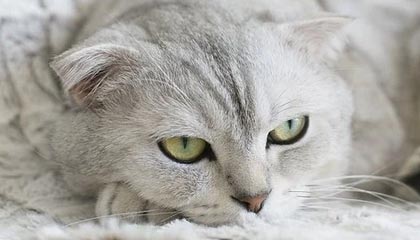 湖人115-107逆转掘金 东契奇38+13+10詹姆斯准三双